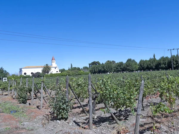 Винодельческая промышленность Чили — стоковое фото