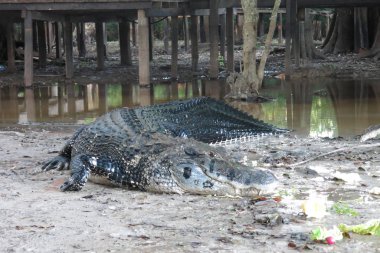 Yacuma Milli Parkı, Bolivya, siyah Caiman