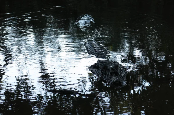 Чёрный аллигатор, скрытый в реке Якума — стоковое фото