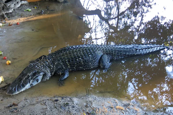 Caiman (Caimaninae) στο εθνικό πάρκο Madidi, Βολιβία — Φωτογραφία Αρχείου