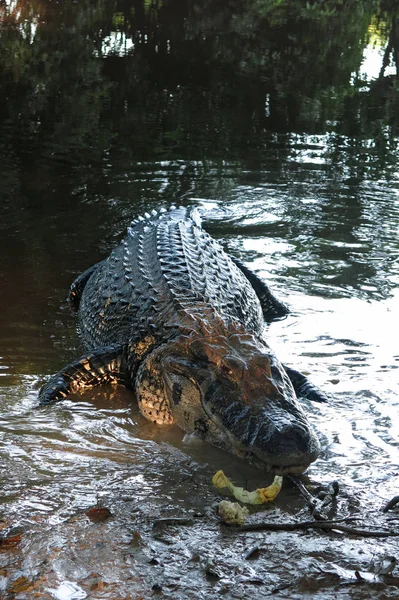 Caiman (Caimaninae) στο εθνικό πάρκο Madidi, Βολιβία — Φωτογραφία Αρχείου