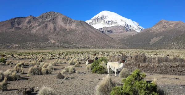 A paisagem andina com rebanho de lhamas — Fotografia de Stock