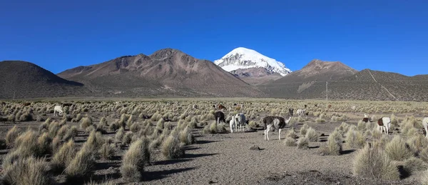 A paisagem andina com rebanho de lhamas — Fotografia de Stock