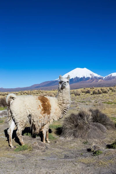 Le paysage andin avec volcan Prinacota, Bolivie — Photo