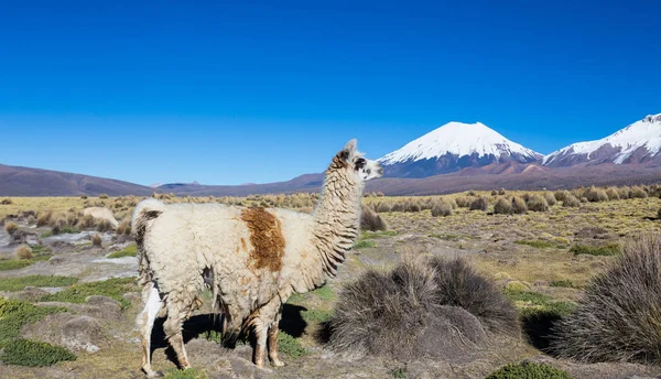 Manada de llamas andinas, pastoreando en las tierras altas de los Andes — Foto de Stock