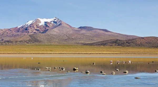 Flamingos in der Lagune Huaynacota im Naturpark Sajam — Stockfoto