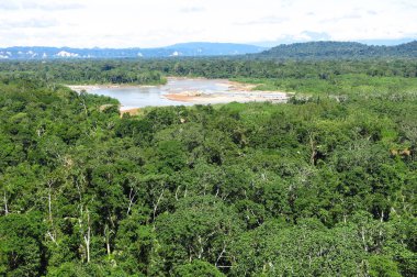 Amazon forest in the Madidi National Park, Bolivia clipart