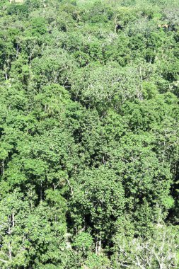 Amazon orman Madidi Milli Parkı, Bolivya