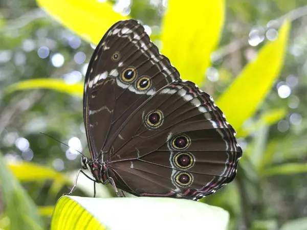 Owl butterfly, Caligo sp., in Amazon rainforest. — Stock Photo, Image