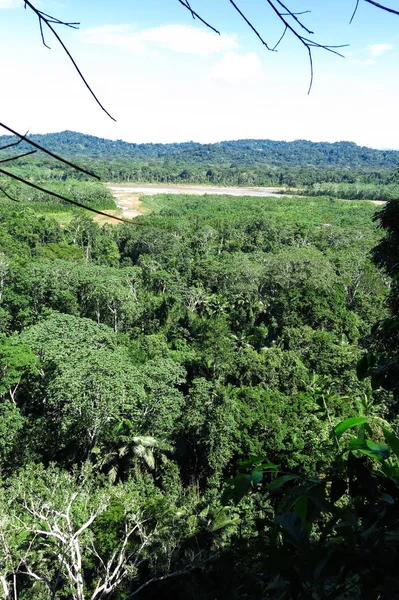 Amazon forest in the Madidi National Park, Bolivia