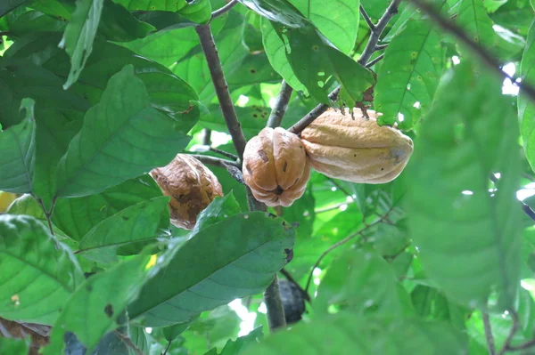 Kakaovník (Theobroma cacao). — Stock fotografie