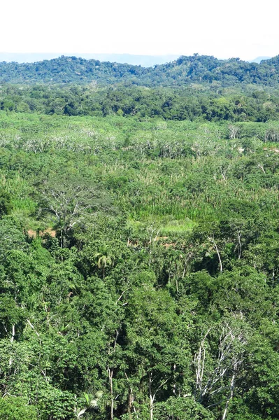 Amazon lasu w Madidi Park Narodowy, Boliwia — Zdjęcie stockowe