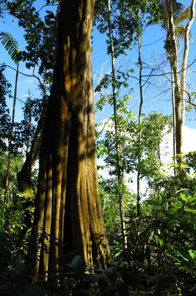Amazonas skog i Madidi National Park, Bolivia — Stockfoto
