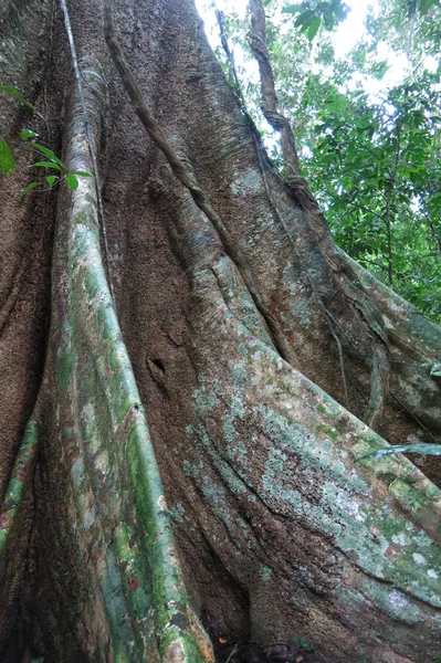 Amazon orman Madidi Milli Parkı, Bolivya — Stok fotoğraf