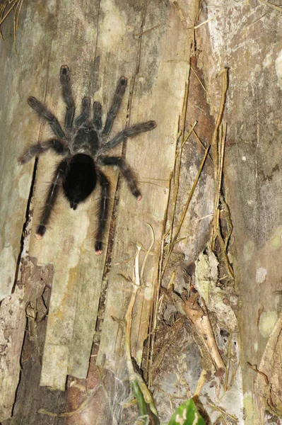 Пушистый тарантул альбинос ходит по стволу дерева . — стоковое фото