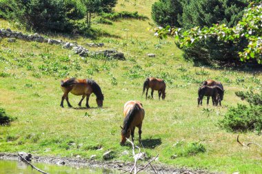 Vahşi atlar Aran Valley Katalanca Pyrenees, İspanya.