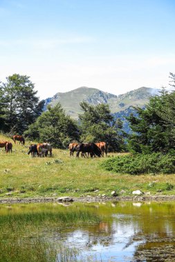 Vahşi atlar Aran Valley Katalanca Pyrenees, İspanya.