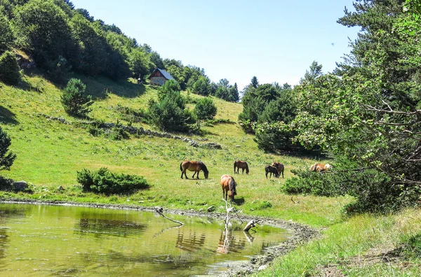 Caballos salvajes en el valle de Aran en los Pirineos Catalanes, España . — Foto de Stock