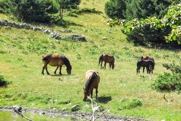 Caballos salvajes en el valle de Aran en los Pirineos Catalanes, España . — Foto de Stock