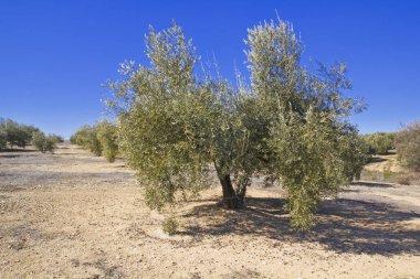 zeytin ağacı granada ili, Endülüs, İspanya.