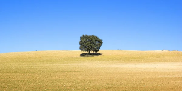 Tierra de cereales con árbol, España — Foto de Stock