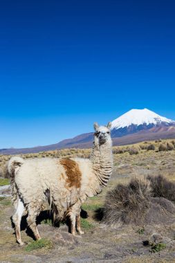Andean peyzaj Prinacota yanardağ ile. Sajama Park, Bolivya