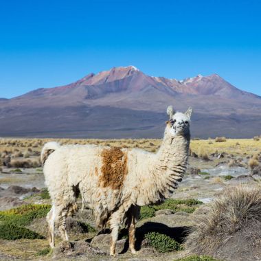 Andean peyzaj Prinacota yanardağ ile. Sajama Park, Bolivya