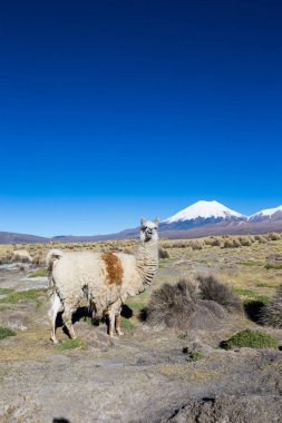 Andean peyzaj Prinacota yanardağ ile. Sajama Park, Bolivya