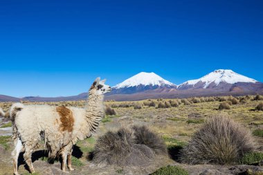 Andean peyzaj Prinacota yanardağ ile. Sajama Park, Bolivya
