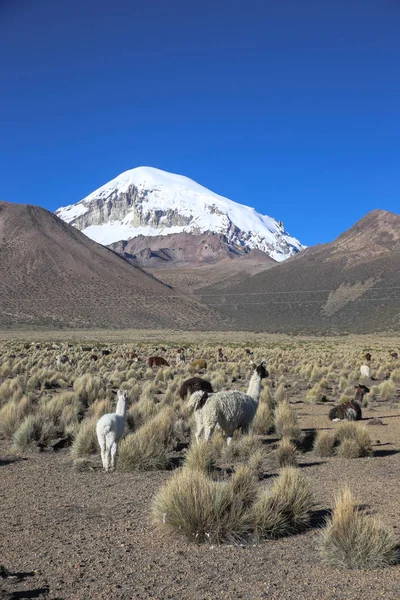 El paisaje andino con manada de llamas. Parque Sajama, Bolivia —  Fotos de Stock