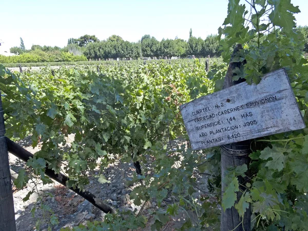 Weinindustrie im maule valley, Chile — Stockfoto