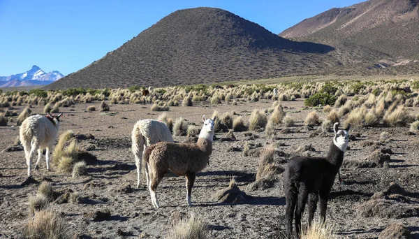 Le paysage andin avec troupeau de lamas — Photo