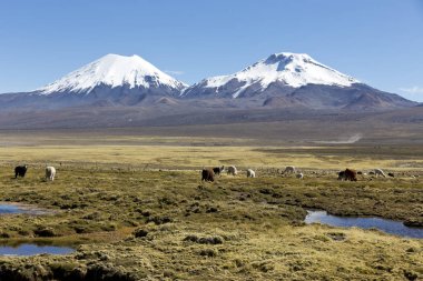 otlatma llamas ile belgili tanımlık Andes dağ manzara.