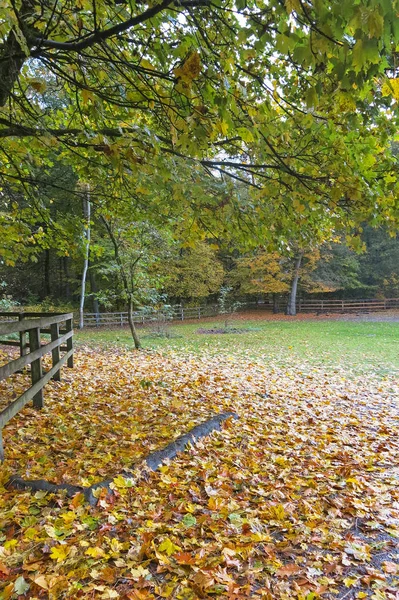 Hösten intryck från Sachsen skogen, nära Hamburg. Tyskland — Stockfoto