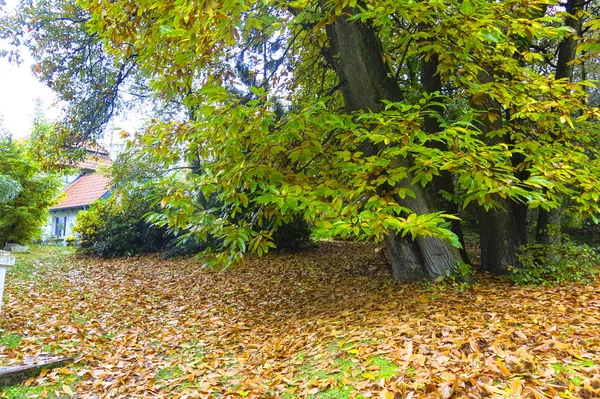 Autumn Impression from the Saxony forest, near Hamburg. Германия — стоковое фото