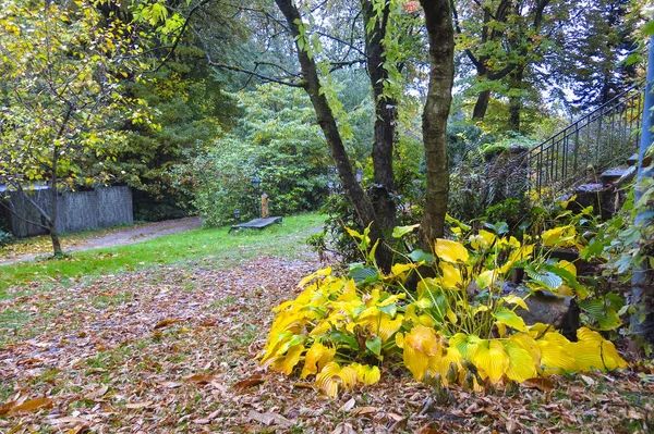 Φθινόπωρο εντύπωση από το δάσος της Σαξωνίας, κοντά στο Αμβούργο. Γερμανία — Φωτογραφία Αρχείου