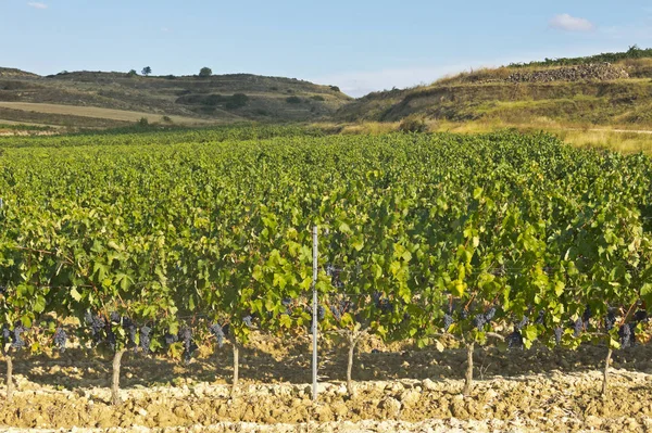 Utsikt över en vingård i la rioja, Spanien — Stockfoto