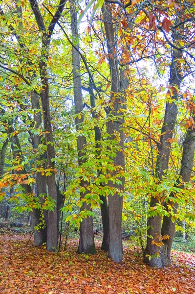 秋天印象从萨克森森林, 在汉堡附近。德国 — 图库照片