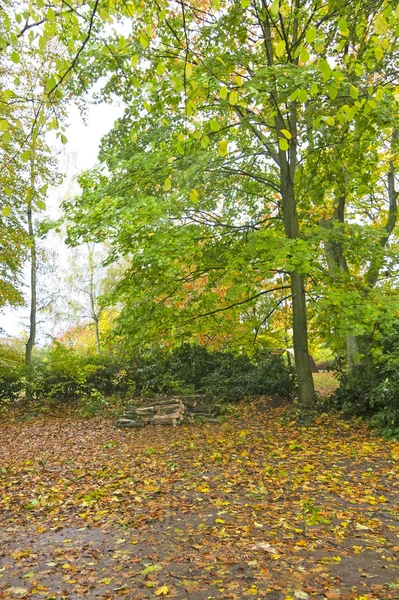 Herfst impressie uit het bos van Saksen, in de buurt van Hamburg. Duitsland — Stockfoto