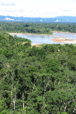 Bolivya orman Amazon