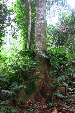 Amazon orman Madidi Milli Parkı, Bolivya