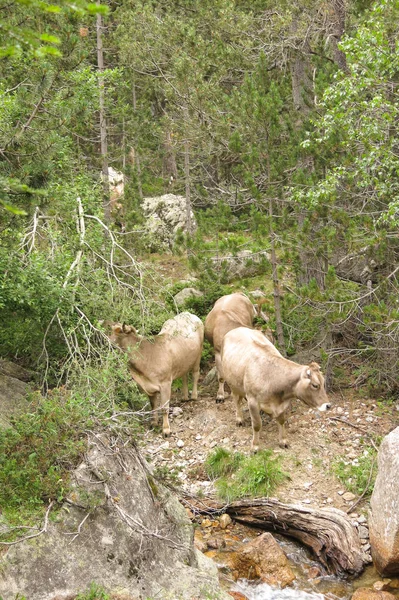 Stado krów pasących się w Pirenejach — Zdjęcie stockowe