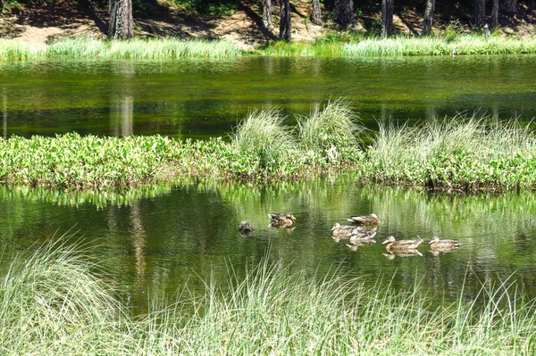 Перегляд родина качок у ставку Олесь. — стокове фото