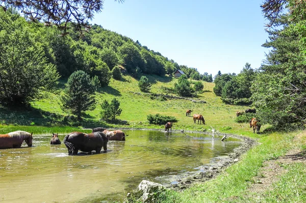 Divocí Koně Údolí Aran Katalánské Pyreneje Španělsko — Stock fotografie