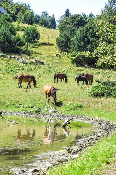 Divocí Koně Údolí Aran Katalánské Pyreneje Španělsko — Stock fotografie