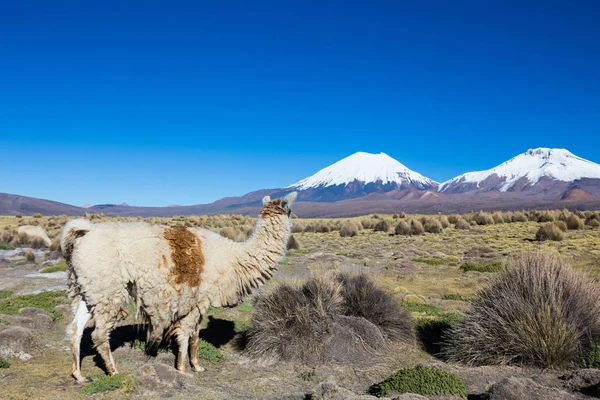 Le paysage andin avec volcan Prinacota, Bolivie — Photo