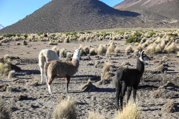 El paisaje andino con manada de llamas — Foto de Stock