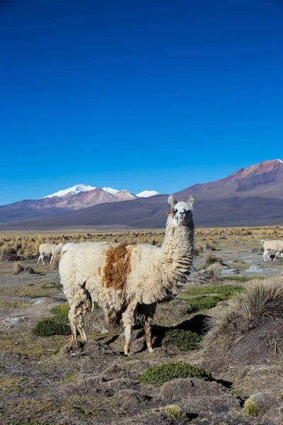 Paisaje andino con volcán Prinacota, Bolivia — Foto de Stock