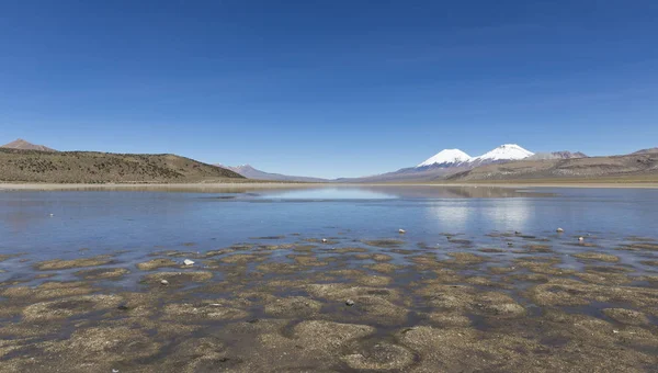 Der sajama nationalpark in ranger von bolivien- — Stockfoto