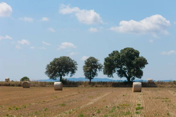 Polska landsbygden, skördade fält, höstackar. — Stockfoto